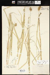 Carex cristatella image