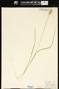 Carex cristatella image