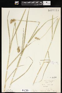 Carex cristatella image