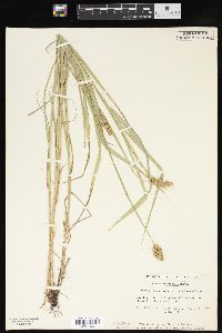 Carex cristatella image