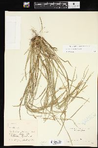 Carex corrugata image