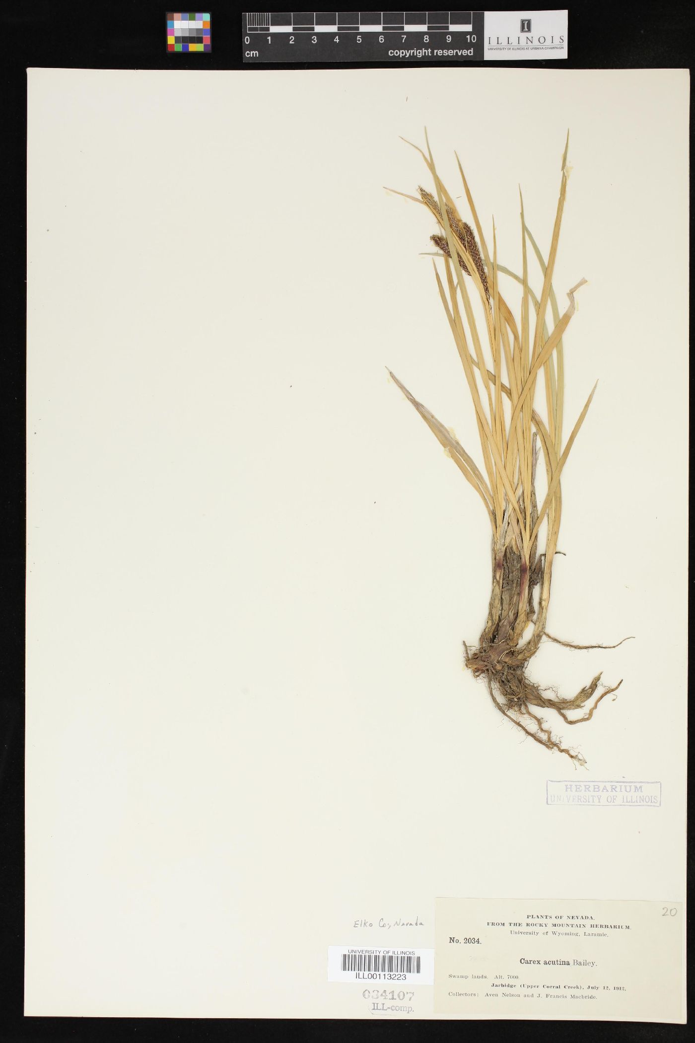 Carex acutina image