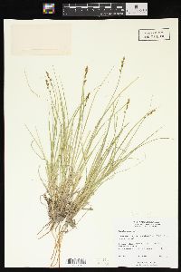 Carex bonanzensis image