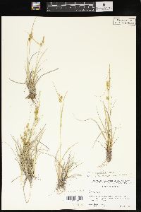 Carex cryptolepis image