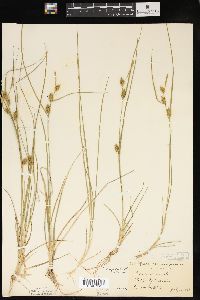 Carex cryptolepis image