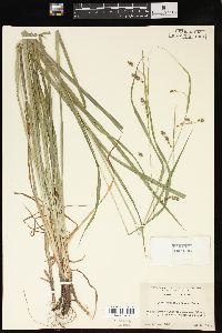 Carex davisii image