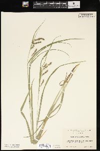 Carex davisii image