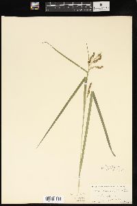 Carex davisii image