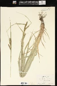 Carex davisii image