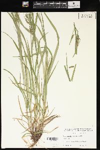 Carex davisii image