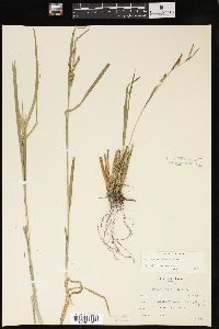 Carex davisii image