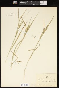 Carex davisii image