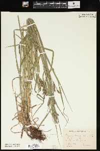 Carex davisii image