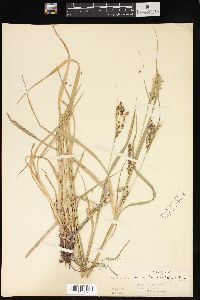 Carex davisii image