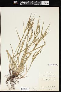 Carex davisii image