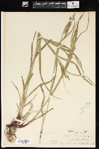 Carex davisii image