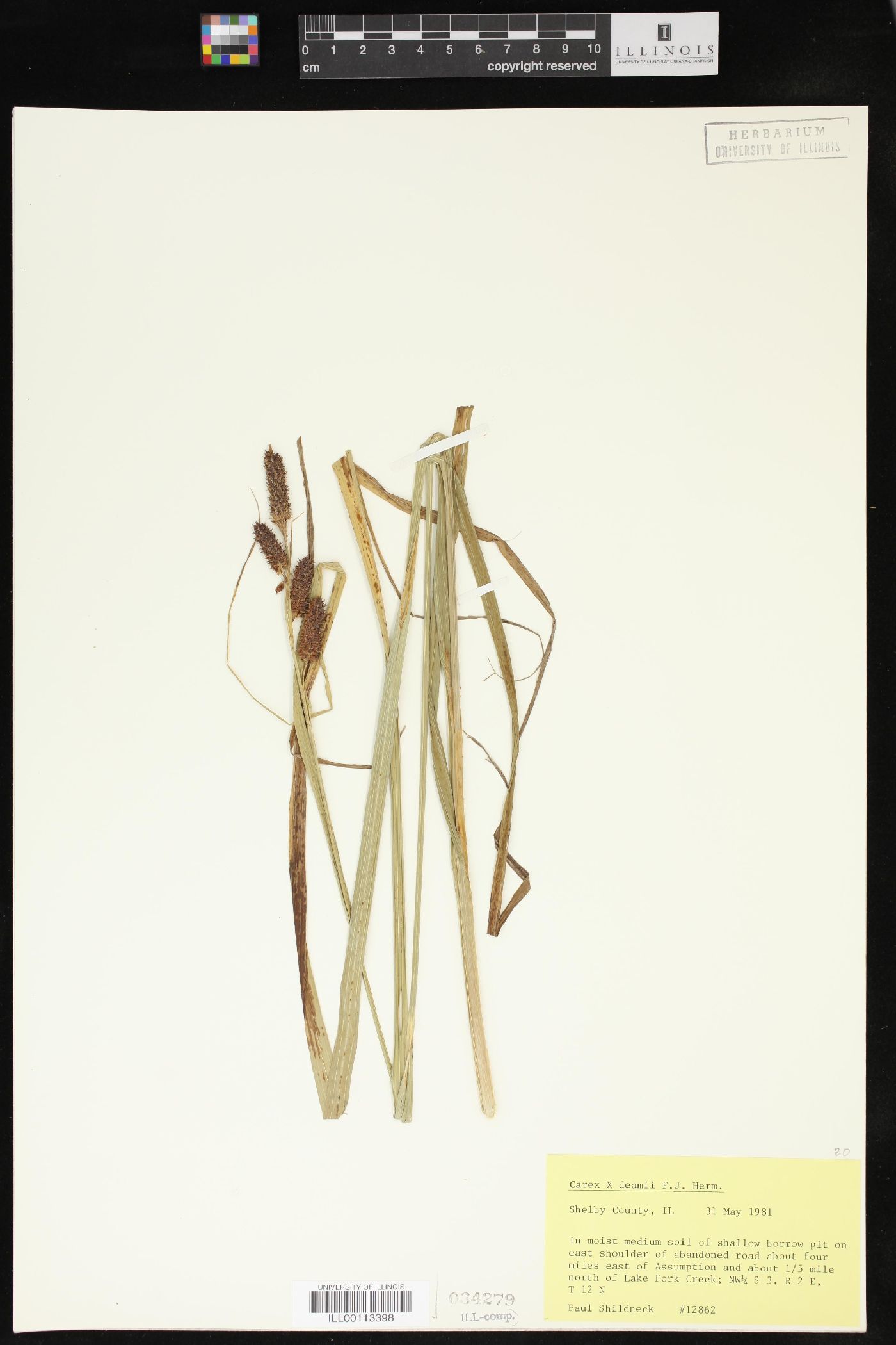 Carex × deamii image