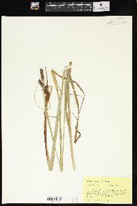 Carex × deamii image