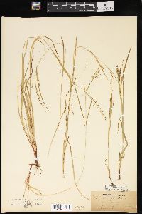 Carex debilis var. rudgei image