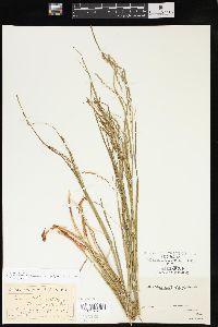 Carex debilis var. rudgei image
