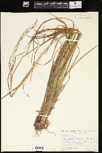 Carex debilis var. rudgei image