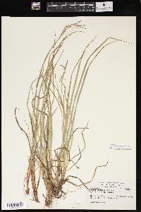 Carex debilis var. rudgei image