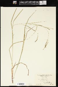 Carex debilis var. rudgei image