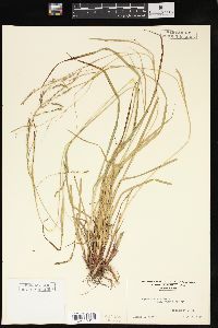 Carex debilis var. rudgei image