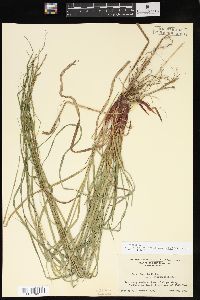 Carex debilis var. rudgei image