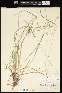 Carex debilis var. rudgei image