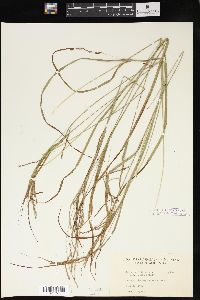 Carex debilis var. rudgei image