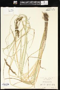 Carex decomposita image