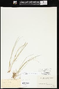 Carex deflexa var. deflexa image