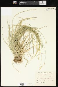 Carex deweyana image