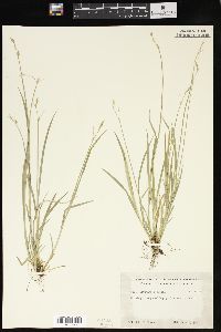 Carex deweyana image