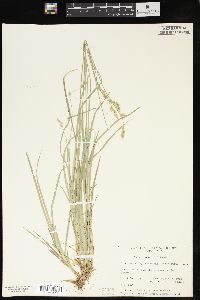 Carex deweyana image