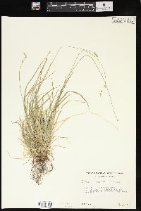 Carex deweyana image