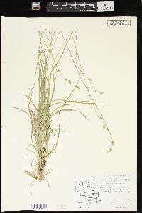 Carex deweyana image