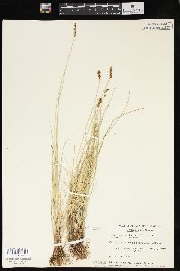 Carex diandra image