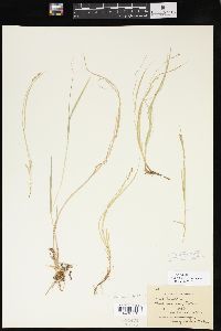 Carex disperma image