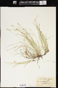 Carex disperma image