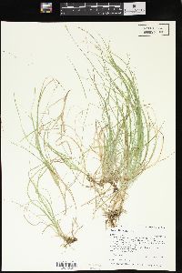 Carex disperma image