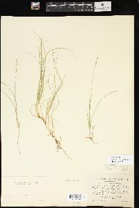 Carex disperma image