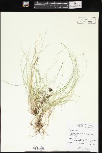 Carex disperma image