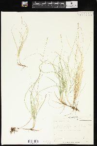 Carex disperma image