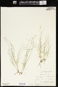 Carex disperma image