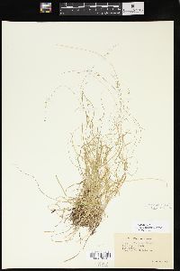 Carex disperma image