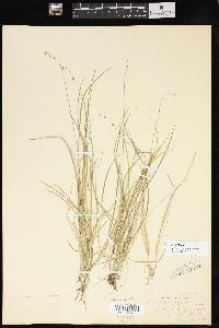 Carex disperma image