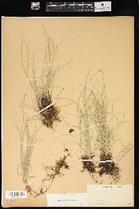 Carex disperma image