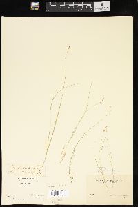 Carex disperma image